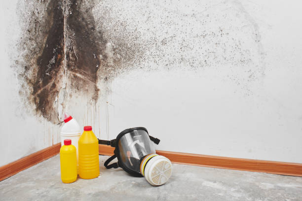 Best Crawl Space Mold Removal  in Clayton, AL