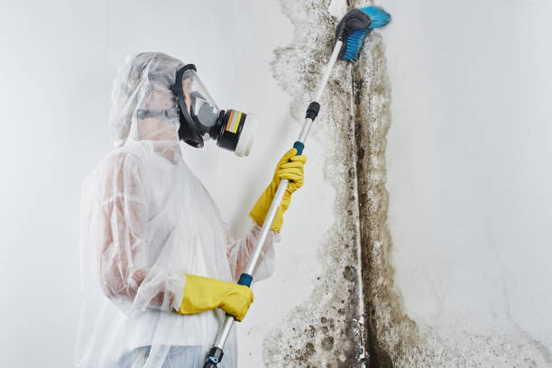 Best Commercial Mold Removal  in Clayton, AL