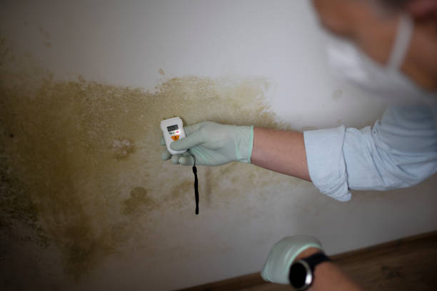 Best Office Mold Removal Services  in Clayton, AL