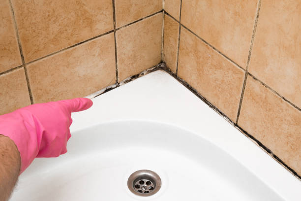 Mold Removal and Inspection in Clayton, AL